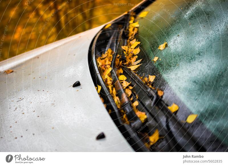 weißes Auto im Herbst regnerischen Morgen mit orangefarbenen Birkenblättern - Nahaufnahme mit selektivem Fokus gewinnen Unschärfe PKW Blatt Regen fallen