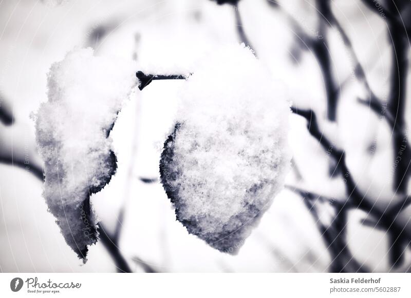 Blätter bedeckt mit frischem Schnee Winter Schneeflocken Jahreszeiten saisonbedingt kalt Winterstimmung Kälte Natur Wintertag Umwelt