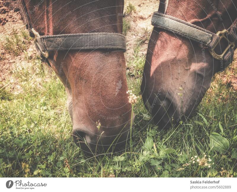 Zwei Pferde fressen Gras. Nahaufnahme Weidenutzung Tiere Sommer Land Natur ländlich Bauernhof Feld wild Ländliche Szene