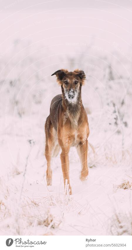 Jagdlicher Windhund Hortaya Borzaya Hund bei der Hasenjagd am Wintertag im verschneiten Feld Barsoi Chortaj Hortaja Borzaja Horty Tier züchten braun niedlich