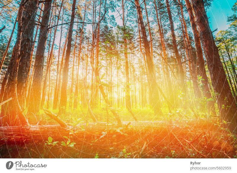 Sun Shining Through Summer Sunny Forest Trees. Natürliche Wälder im Sonnenlicht. Sunbeams Highlight über Wald. Amazing Scenic View Bright Sunbeams sonnig