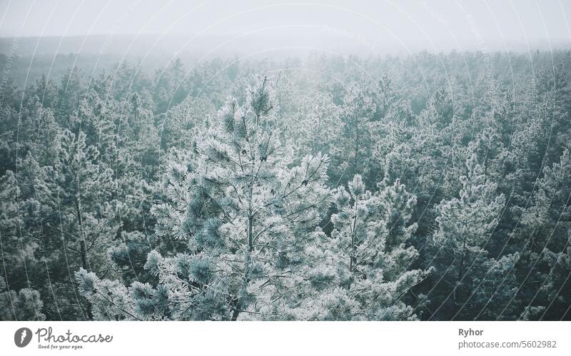 Verschneiter Wald im Winter Frostiger Tag. Blauer und weißer Frost. Aeri Holz Horizont Sonnenstrahl Frische neblig Ansicht Flug malerisch Windstille im Freien