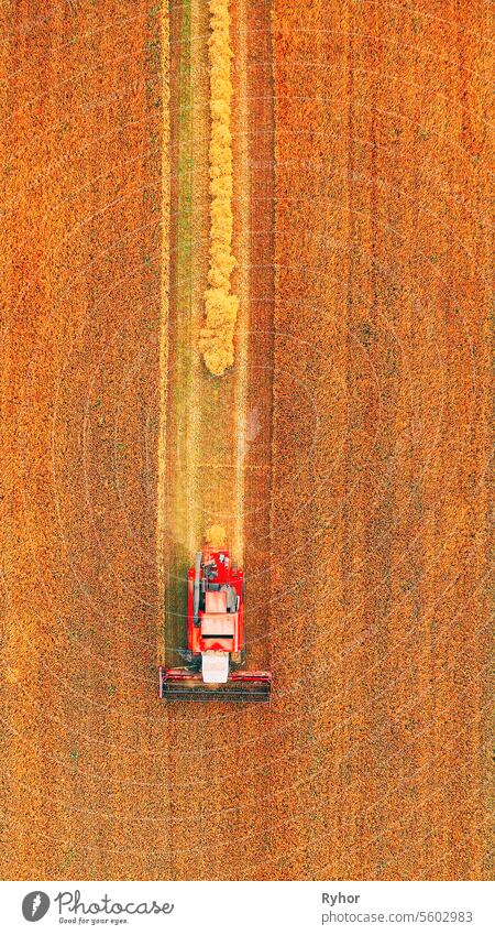 Flat Elevated View Of Rural Landscape With Working Combine Harvester In Wheat Field, Collects Seeds. Ernte von Weizen im Spätsommer. Landwirtschaftliche Maschine Sammeln Golden Ripe. Flight Around Working Machinery