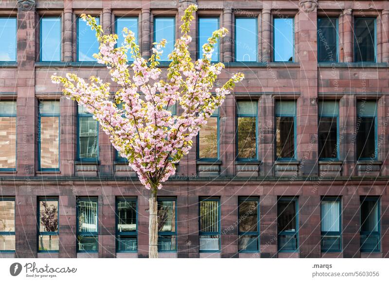 Aufblühen Zierkirsche Baum Frühling Stadt Fassade Fenster Sonnenlicht Blühend Schönes Wetter rosa Frühlingsgefühle