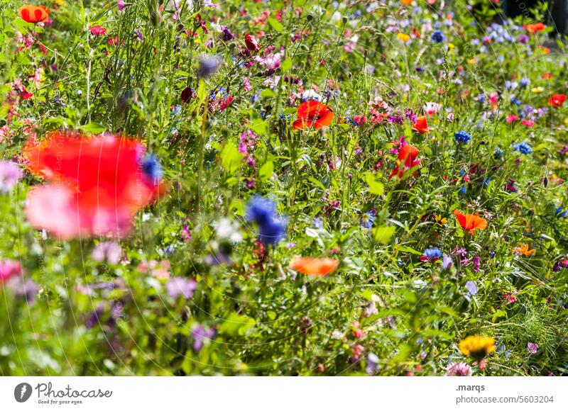 Wildblumen bunt Natur Sommer nachhaltig Umwelt Blumenwiese schön Pflanze Frühling Schönes Wetter Wiesenblume Blühend Duft Wachstum mehrfarbig wildwiese