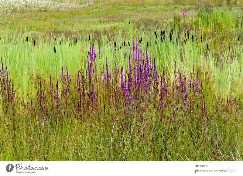 Naturbelassen Prachtscharte Zierpflanze violett grün Wachstum Blühend Blüte Sträucher Pflanze Umwelt Wiese Sommer
