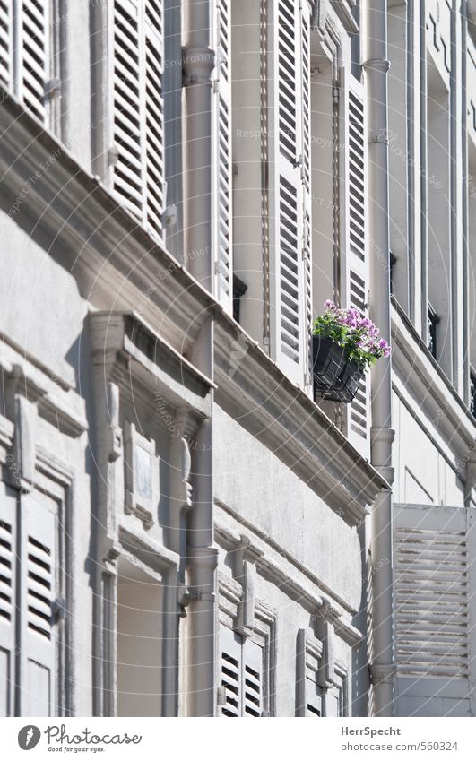 Farbtupfer Blume Topfpflanze Paris Stadt Stadtzentrum Altstadt Haus Gebäude Fassade Fenster schön einzigartig grau rosa weiß Fensterladen Balkonpflanze