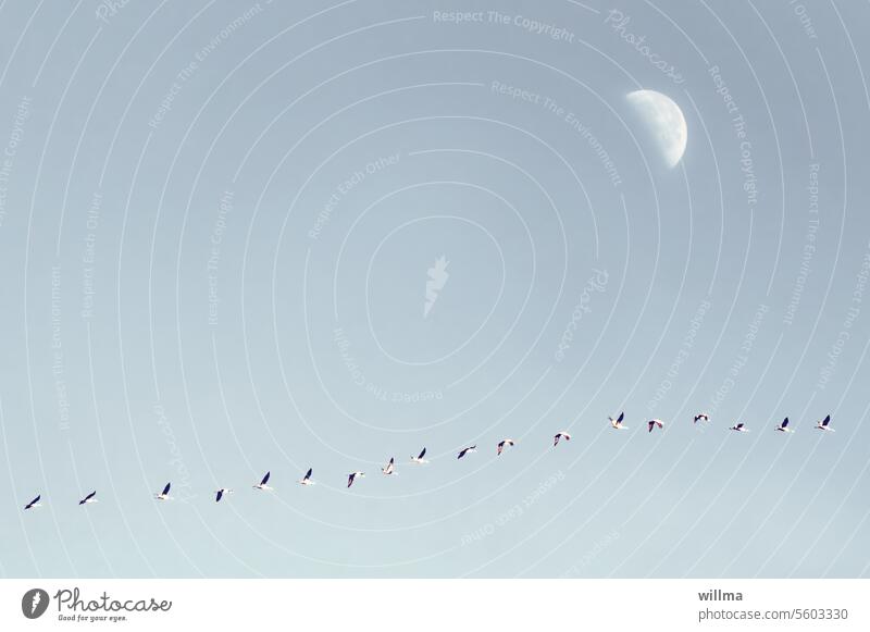 Von den mondsüchtigen Kranichen Flug fliegen Mond Textfreiraum neutraler Hintergrund minimalistisch Minimalismus Zugvögel Vogelzug