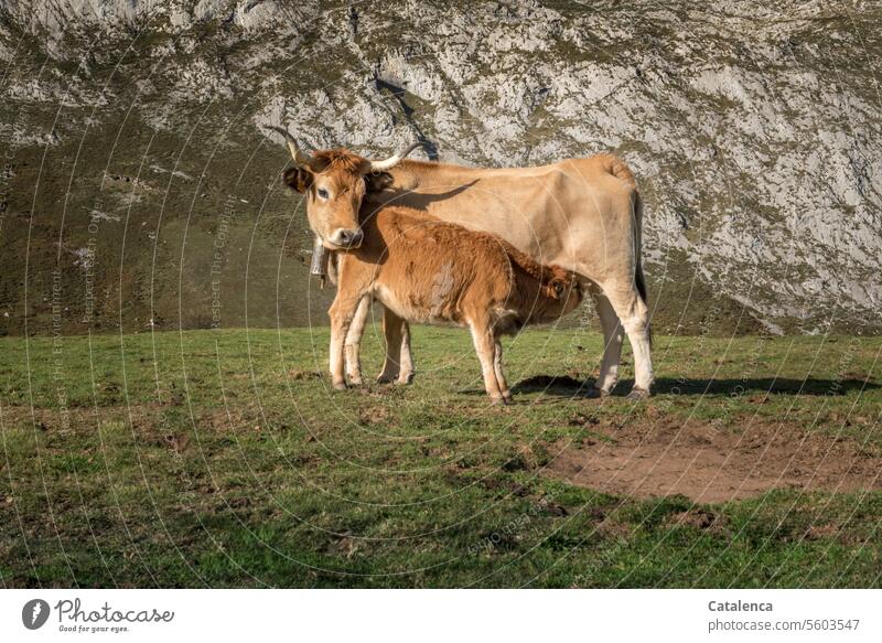 Kuh säugt ihr Kalb auf der Alm Natur Fauna Tier Säugetier Nutztier Rind Milch Wachstum säugen trinken Gebirge Wiese Gras Viehzucht Landwirtschaft