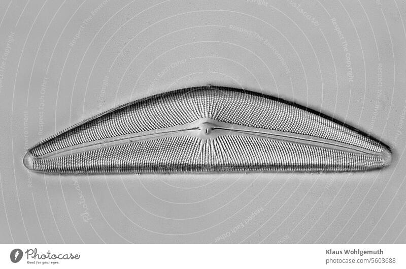 Der Mikrokosmos, unendliche Vielfalt. wir sehen eine Kieselalge Cymbella aus Terrebonne Oregon bei ca. 400 facher Vergrößerung. Alge Fossil Opal Mikroskopie