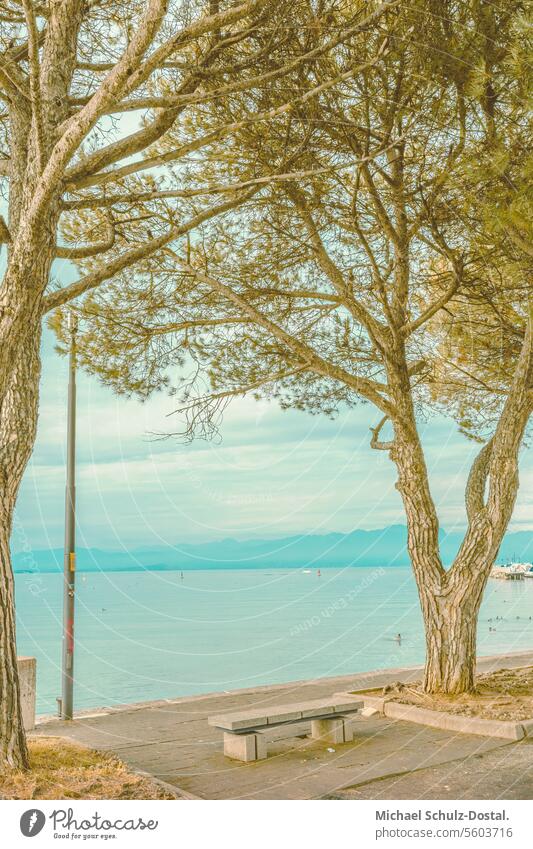 Blick vom Ufer Bardolinos auf den Gardasee Lago garda italien lombardei wasser hafen seascape port pittoresk seeblick pastel bank pinie ufer bardolino