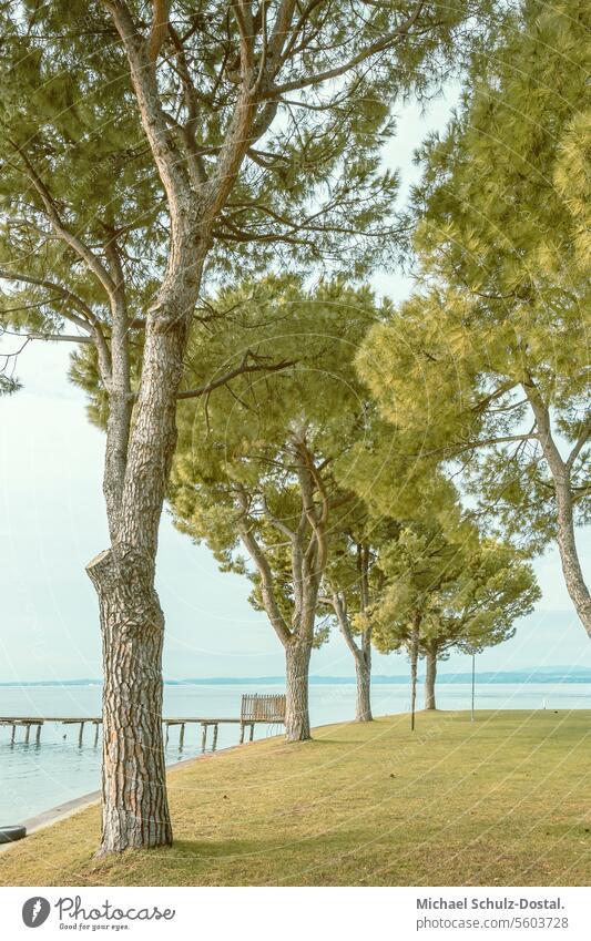 Knorrige Pinien am Ufer des Gardasees in Bardolino Lago garda italien lombardei wasser hafen seascape port pittoresk seeblick pastel pinie bardolino
