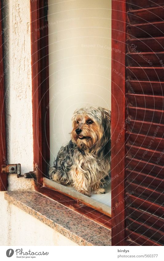Fenster mit Aussicht Fensterladen Fensterrahmen Hund Terrier 1 Tier beobachten Blick Freundlichkeit klein niedlich positiv Zufriedenheit Wachsamkeit Neugier