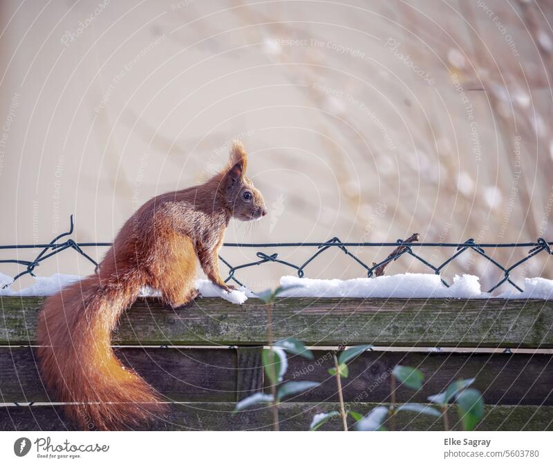 Neugierig schaut das Eichhörnchen  sitzend im Schnee, über den Zaun Tier niedlich Außenaufnahme Nagetiere Wildtier Farbfoto Säugetier klein Natur Fell braun