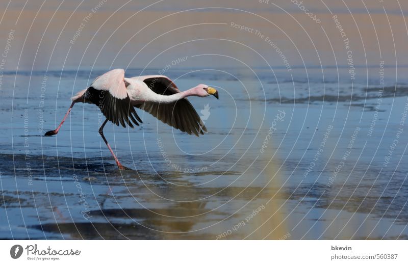Start Natur Tier Wildtier Vogel Flamingo ästhetisch elegant exotisch frei blau rosa Mut Tatkraft Beginn Bewegung Entschlossenheit Abheben fliegen Farbfoto