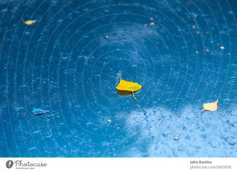 nassen aquamarinblauen metallischen Auto Oberfläche im Herbst regnerischen Morgen mit gelben Birkenblättern - selektiver Fokus mit Unschärfe Aquamarin PKW zyan