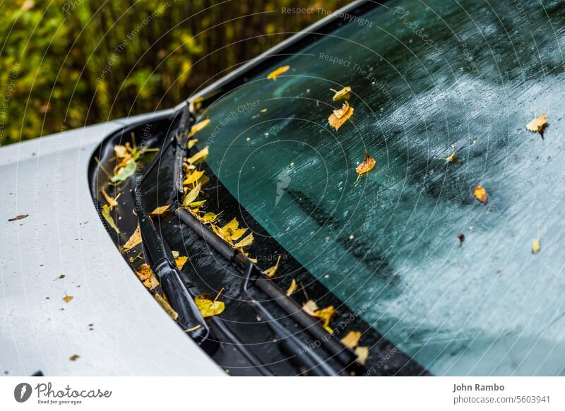 weißes Auto im Herbst regnerischen Tag mit orangefarbenen Birkenblättern - selektiver Fokus gewinnen Unschärfe Großaufnahme PKW Blatt Regen fallen Laubwerk
