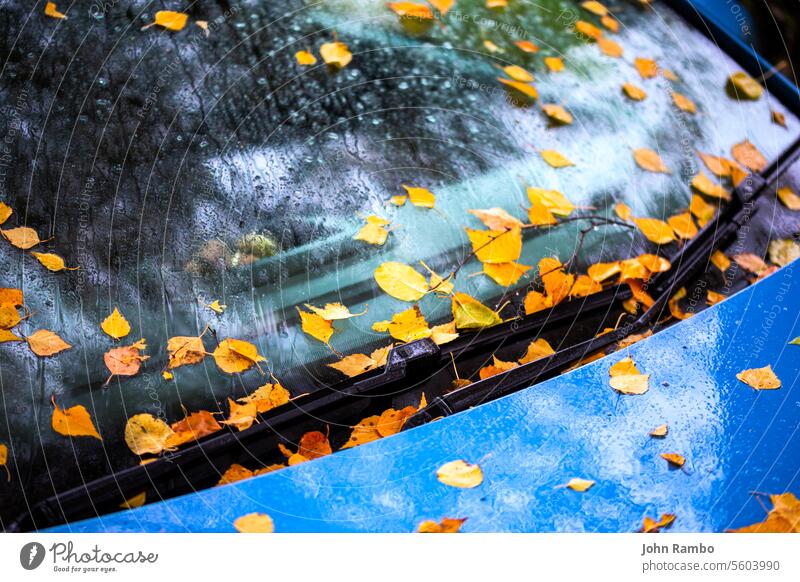 gefallenen Birkenblätter Stöcke auf ultramarinblau Auto Motorhaube und Windschutzscheibe - Nahaufnahme Herbst selektiven Fokus Hintergrund PKW Blatt Regen