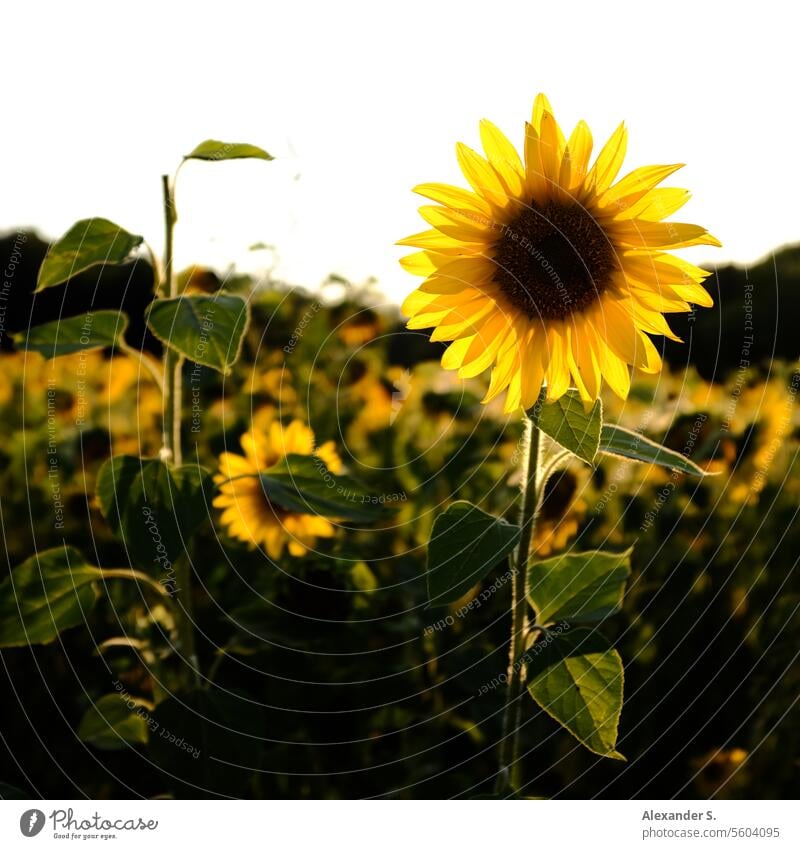 Sonnenblume im Sonnenuntergang Sonnenblumenfeld Sonnenlicht Abendsonne Abendlicht Blumen Natur Sommer Pflanze Landwirtschaft Blüte blühend Feld gelb Nutzpflanze
