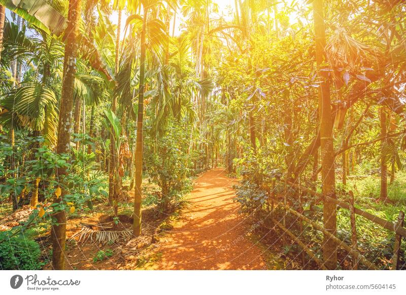 Goa, Indien. Scenic View Bright Sunbeams of Road Lane Path Way Surrounded By Tropical Green Vegetation and Bamboo Trees In Sunny Day. Sunbeams über Park Landschaft