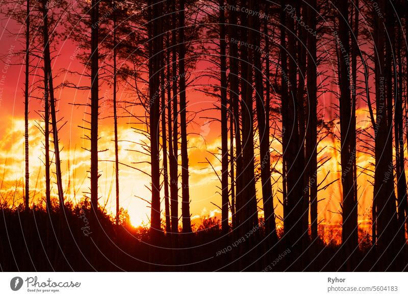 Sonnenuntergang Sonnenaufgang im Kiefernwald. Close View of Dark Black Fruce Trunks Silhouetten in natürlichen Sonnenlicht von hellen bunten dramatischen Himmel. Sonnenschein im sonnigen Nadelwald. Sun Rays Shine Through Wood