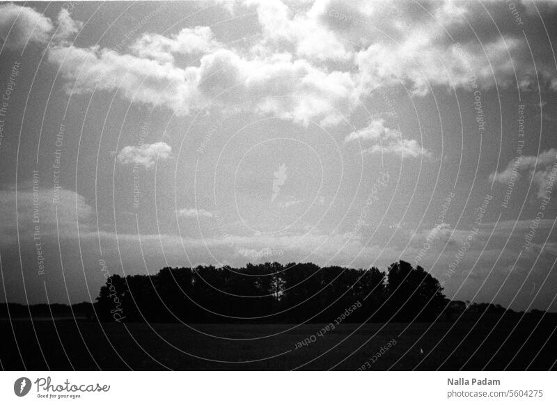 Wolkenformation + Baumgruppe analog Analogfoto sw schwarzweiß Schwarzweißfoto Himmel Gruppe Feld Natur Mecklenburg Licht Dunkelheit menschenleer Außenaufnahme