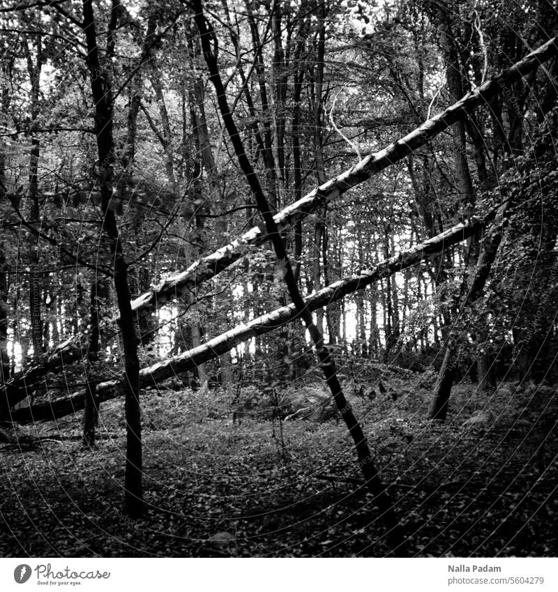 Bäume kreuz und quer analog Analogfoto sw schwarzweiß Schwarzweißfoto Wald Baum Diagonale Senkrechte Flora Hin und Her Außenaufnahme Natur Linie