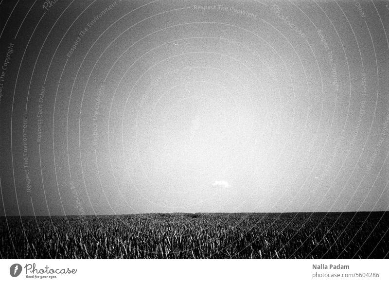Feld und eine Wolke am Himmel analog Analogfoto sw schwarzweiß Schwarzweißfoto Landschaft Horizont Mecklenburg Außenaufnahme Getreide Landwirtschaft Natur