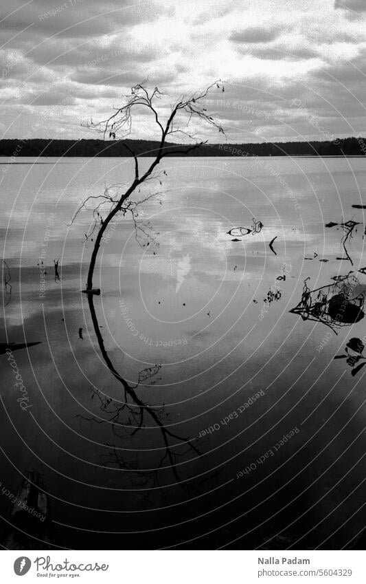Stechlin 1 analog Analogfoto sw schwarzweiß Schwarzweißfoto See Natur Landschaft Ast Baum Spiegelung Wolken Bogen gebogen Linie Horizont Einsamkeit zierlich