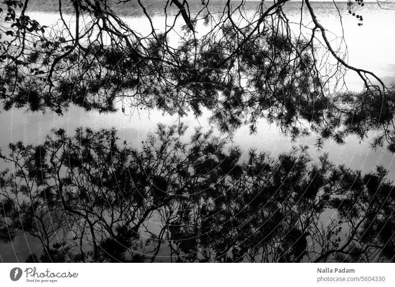 Stechlin 2 analog Analogfoto sw schwarzwei Schwarzweißfoto See Wasser Natur Landschaft Baum Ast Spiegelung hängend berühren Abstand Distanz schweben
