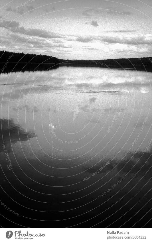 Stechlin 3 analog Analogfoto sw schwarzweiß Schwarzweißfoto Wasser See Wald Baum Natur Landschaft Horizont Himmel Wolke Spiegelung Weite Brandenburg unberührt