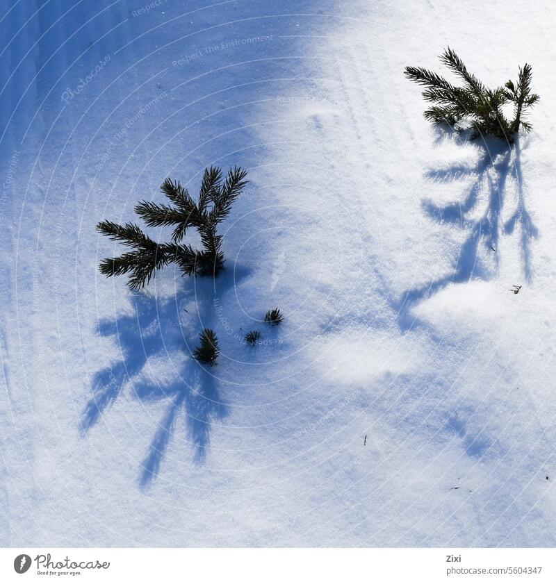 Tannenzweige im Schnee #Tannenzweig Zweig #Tannenbaum Pflanze Natur schattenspendend Baum Farbfoto Außenaufnahme grün