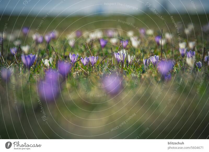 Krokusse auf einer Bergwiese im Frühling Blüte Pflanze violett Natur natürlich Nahaufnahme Blühend Blume Frühlingsgefühle Wiese Berge Graubünden Schweiz Alpen