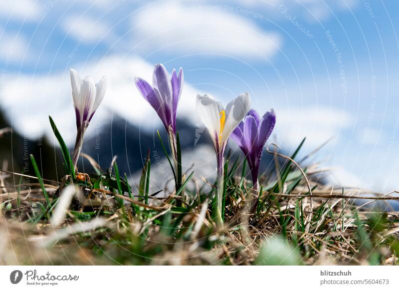 Krokusse auf einer Bergwiese im Frühling Blüte Pflanze violett Natur natürlich Nahaufnahme Blühend Blume Frühlingsgefühle Wiese Berge Graubünden Schweiz Alpen