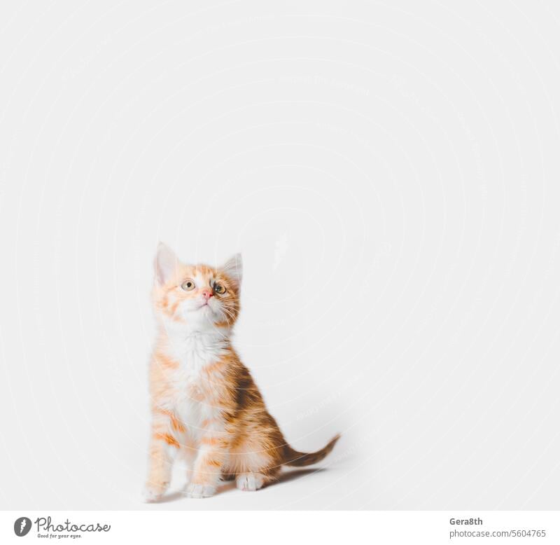 Ingwer gestromtes Kätzchen sitzt und schaut auf einem hellen Hintergrund auf Tier blanko Katze cou Neugier niedlich heimisch katzenhaft fluffig lustig Fell