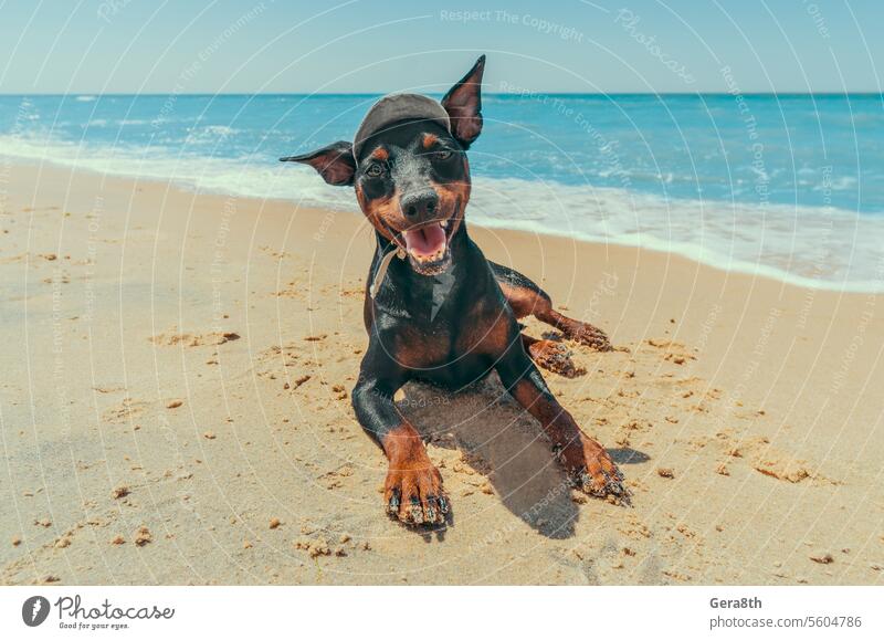 Zwergpinscherwelpe am Strand der Blauen Lagune Tier Strandvergnügen blau Eckzahn heiter Küste niedlich Tag Dobermann Hund Freund Spaß lustig lustiges Hündchen