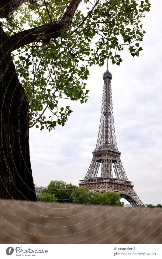 Blick auf den Eiffelturm über eine Mauer hinweg, gerahmt von einem Baum Paris Frankreich Tour Eiffel Denkmal Wahrzeichen Tourismus Stadtbild Französisch Europa