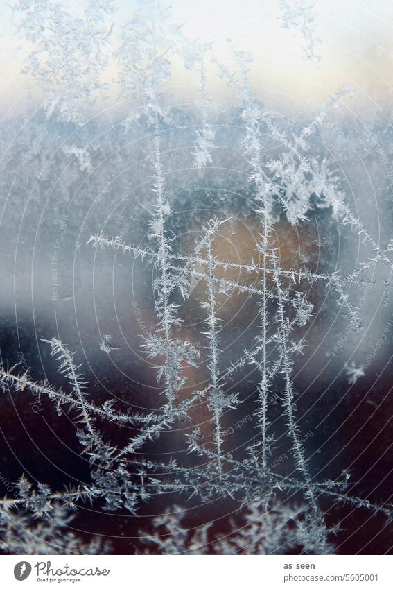 Eisblumen Winter kalt Frost Fenster Fensterscheibe Temperatur gefroren Kristallstrukturen Eiskristall blau Nahaufnahme weiß Schnee Winterstimmung Kälte frostig