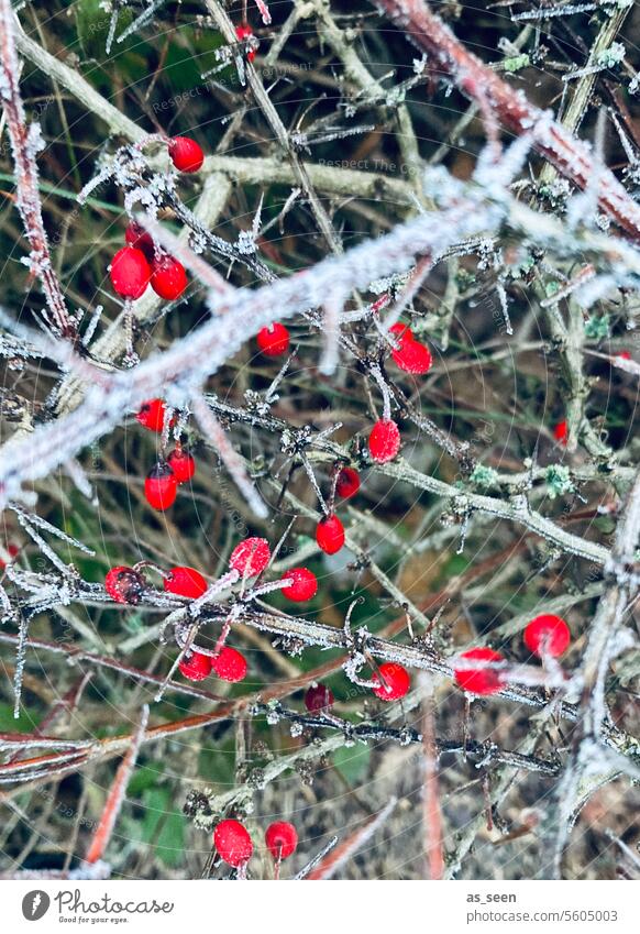 Frostige Beeren kalt Winter rot grün Natur Außenaufnahme Farbfoto Pflanze Eis Menschenleer Schwache Tiefenschärfe Nahaufnahme Tag Sträucher weiß Zweig Raureif
