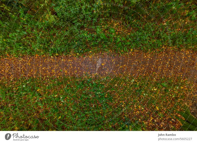 Top-Down Nahaufnahme Weitwinkelansicht auf nassen Herbst Waldweg mit gelben Blättern Ökologie Weg Umwelt Farbe Blatt wandern schließen Szene Park Direkt darüber