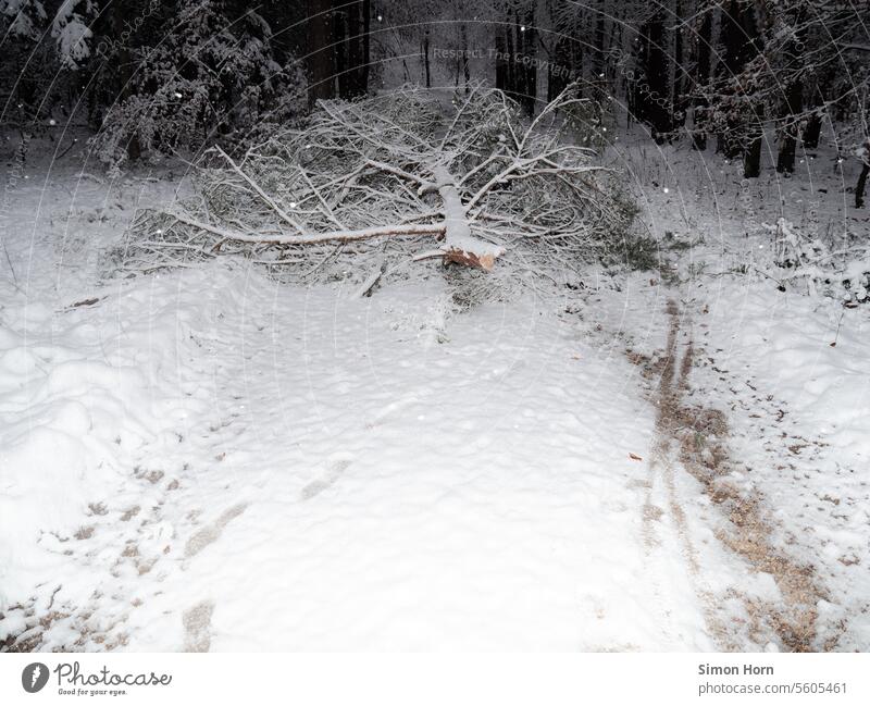 Ein winterlicher Waldweg wird von einem Ast blockiert, der unter der Schneelast abgebrochen ist Winter Sperrung unpassierbar Schneelandschaft Winterwald