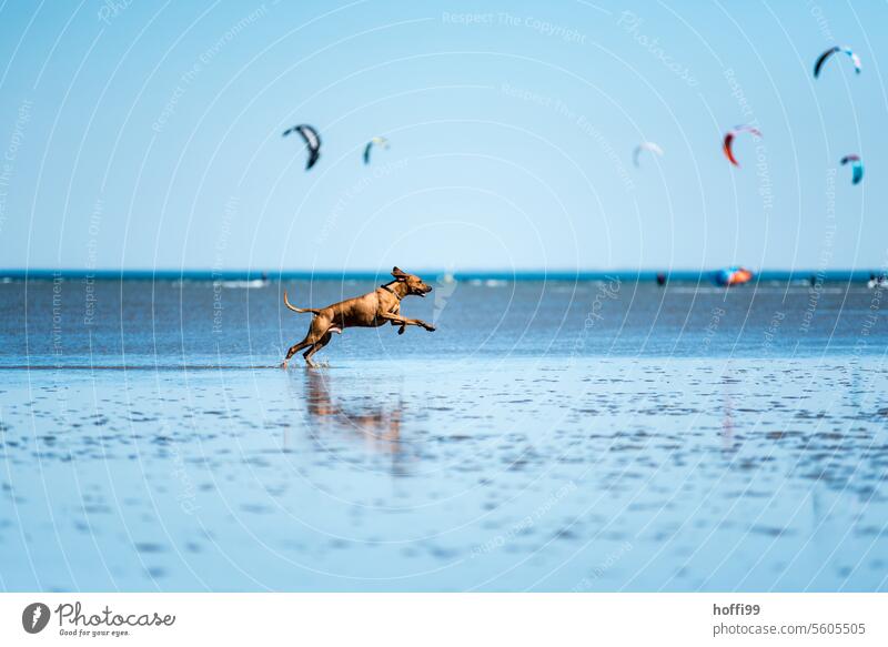 ein Hund läuft bei Ebbe durch das Wattenmeer Nordsee Strand Reinrassig Tierporträt Wattwandern Freude 1 rennen Bewegung Lebensfreude Sonnenlicht Küste Wasser