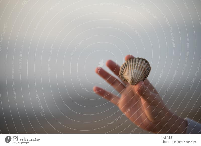 eine Hand hält  eine Herzmuschel mit zwei Fingern hoch zeigend Muschel Panzer Muschelschale Strand muscheln sammeln Sand Muscheln Küste Tag am Meer Souvenir