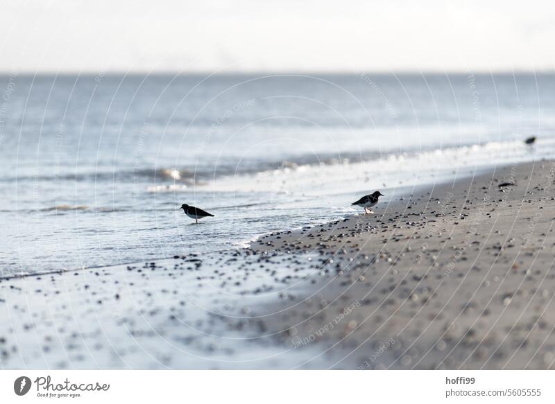 Seevögel am Winterstrand mit leichten Wellen Meeresvogel Möwe Einsamkeit Strand kalte Temperatur kalte Witterung Nordsee Ostsee Leere Erholung Küste Vogel