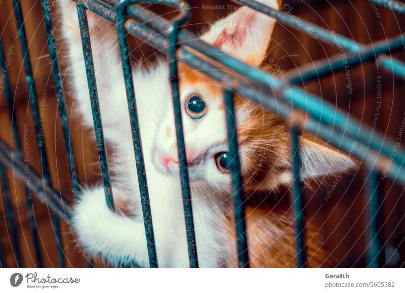 kleines getigertes Kätzchen im Käfig schaut durch die Gitterstäbe eine Katze adoptieren ein Kätzchen adoptieren angenommen Adoption Tier brauner Hintergrund