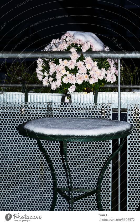 Winterblume mit Tischchen Crysantheme Balkon Abend Nacht blühen Blitzlicht Balkonkasten Schnee Winterstimmung Bistrotisch