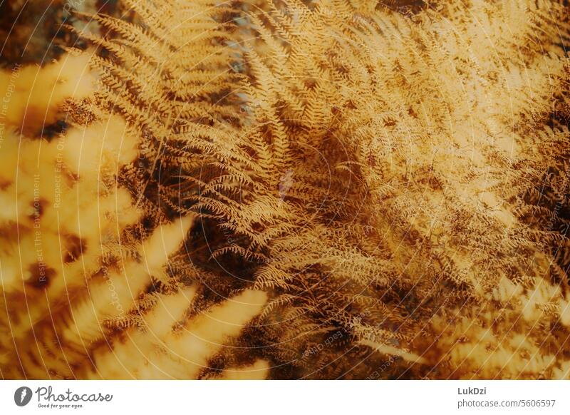 Abstraktes Nahaufnahmefoto von goldenen Farnblättern Farnblatt Grünpflanze Blatt Pflanze Natur Blätter Schwache Tiefenschärfe Wildpflanze Umwelt natürlich