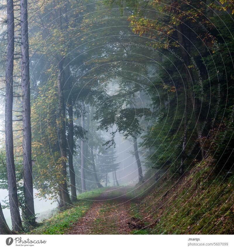 Die Richtung stimmt bestimmt Nebel Wege & Pfade Wald Ziel ungewiss Leben lebensweg Natur Landschaft Nadelbaum wandern kühl Umwelt Motivation geradeaus