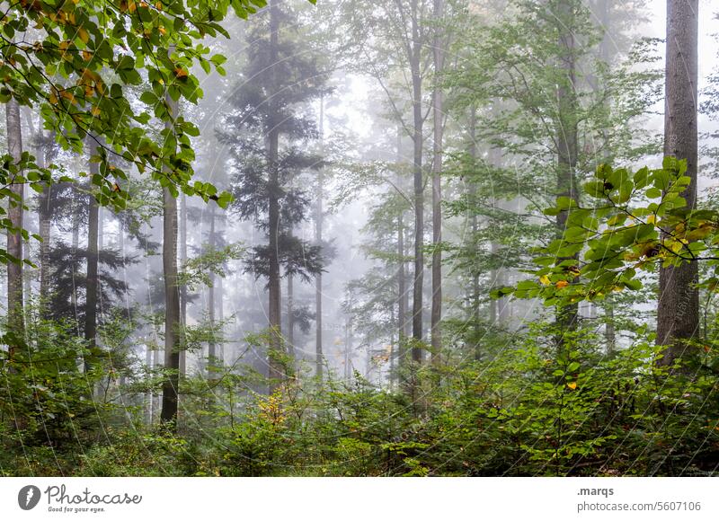 Kalter Wald Erholung Laubwald Baum Nebel Urelemente Natur Umwelt Umweltschutz Stimmung kalt frisch Pflanze Klimawandel Stämme feucht Ausflug geheimnisvoll