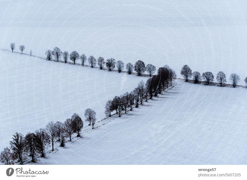 Kreuzende Feldwege in einer verschneiten Winterlandschaft Schneelandschaft Winterstimmung Wintertag kalt weiß Landschaft Kälte Bäume Schneedecke kahle Bäume